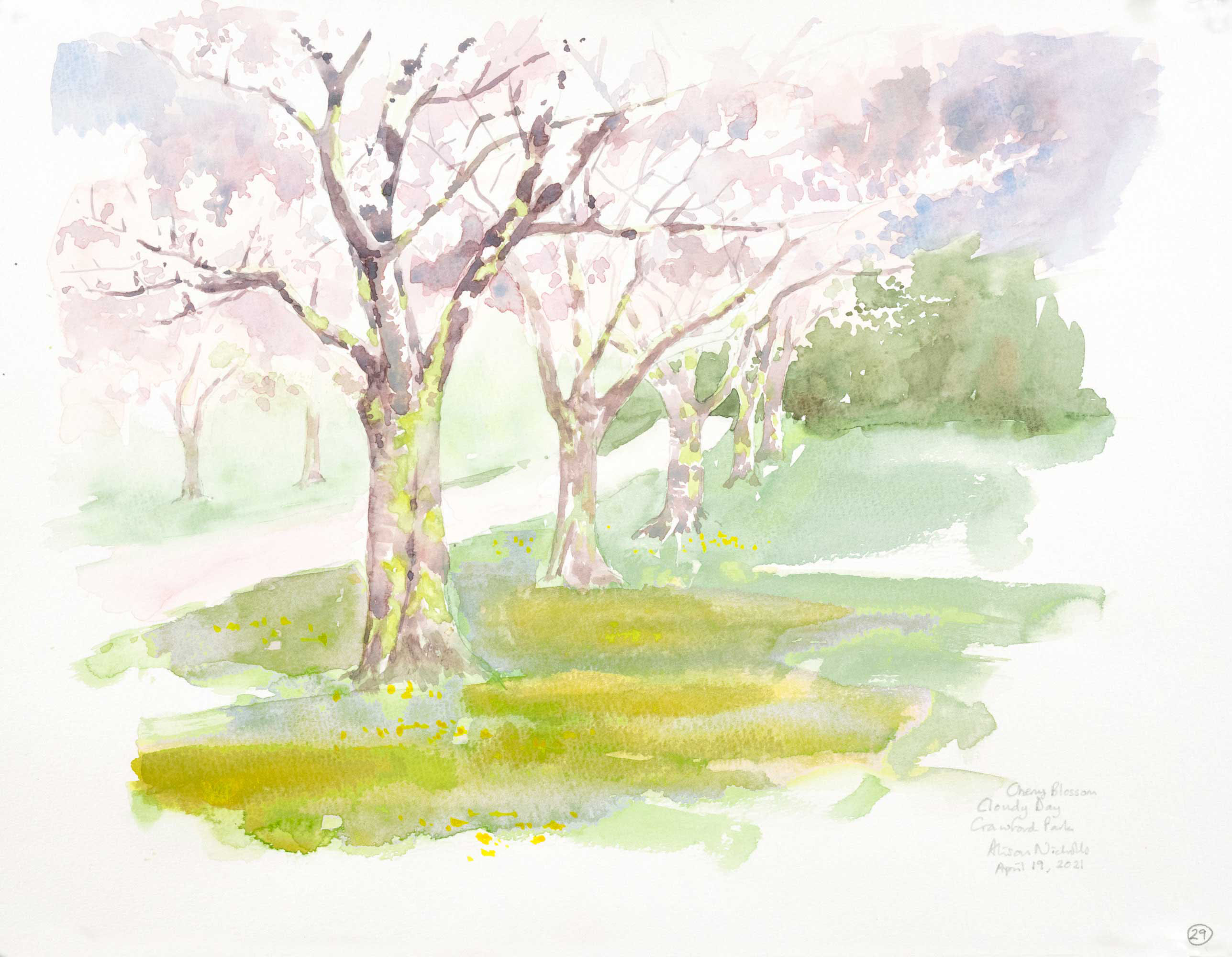 Cherry Blossom Crawford Park