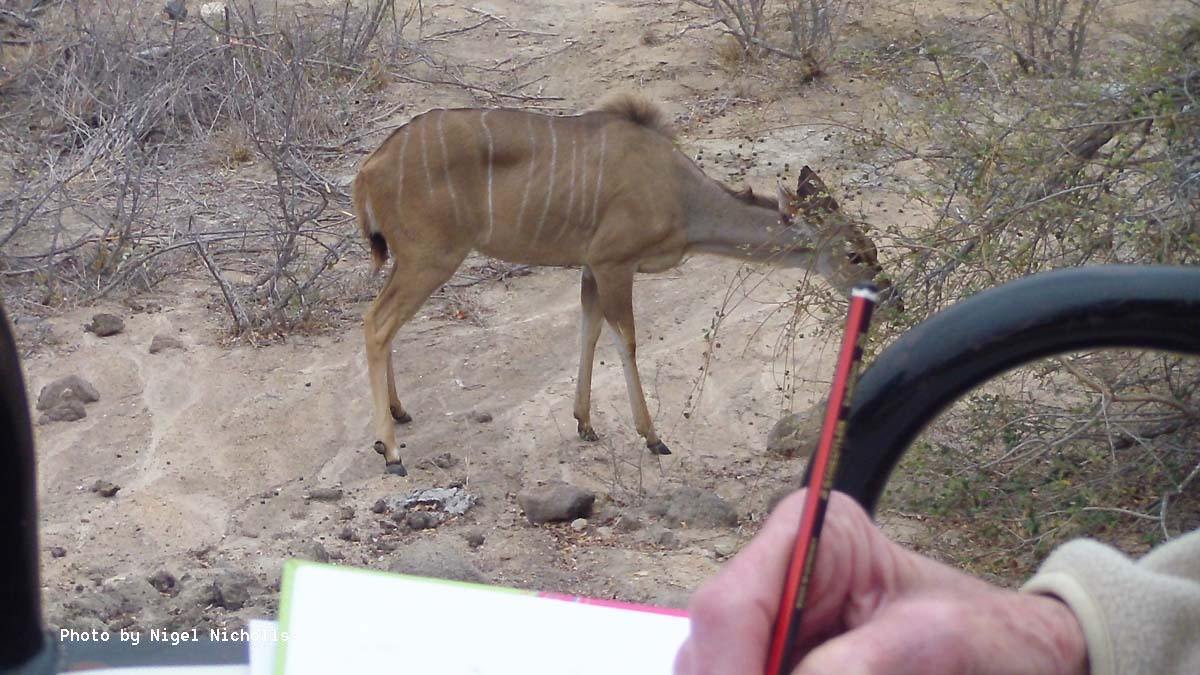Sketching Kudu at Africa on Foot