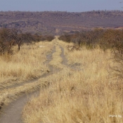 Madikwe Game Reserve