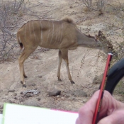 Sketching Kudu at Africa on Foot
