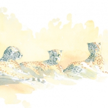 Cheetah Trio Field Sketch © Alison Nicholls