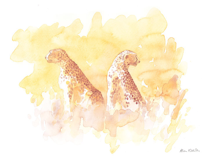 Serengeti Cheetahs Field Sketch © Alison Nicholls
